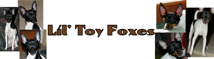 Lil Toy Foxes logo