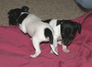 FinnEcho_102007_03.jpg