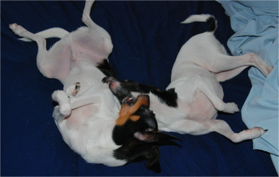 FinnEcho_122008_03.jpg