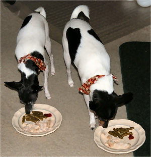 FinnEcho_112010-01.jpg